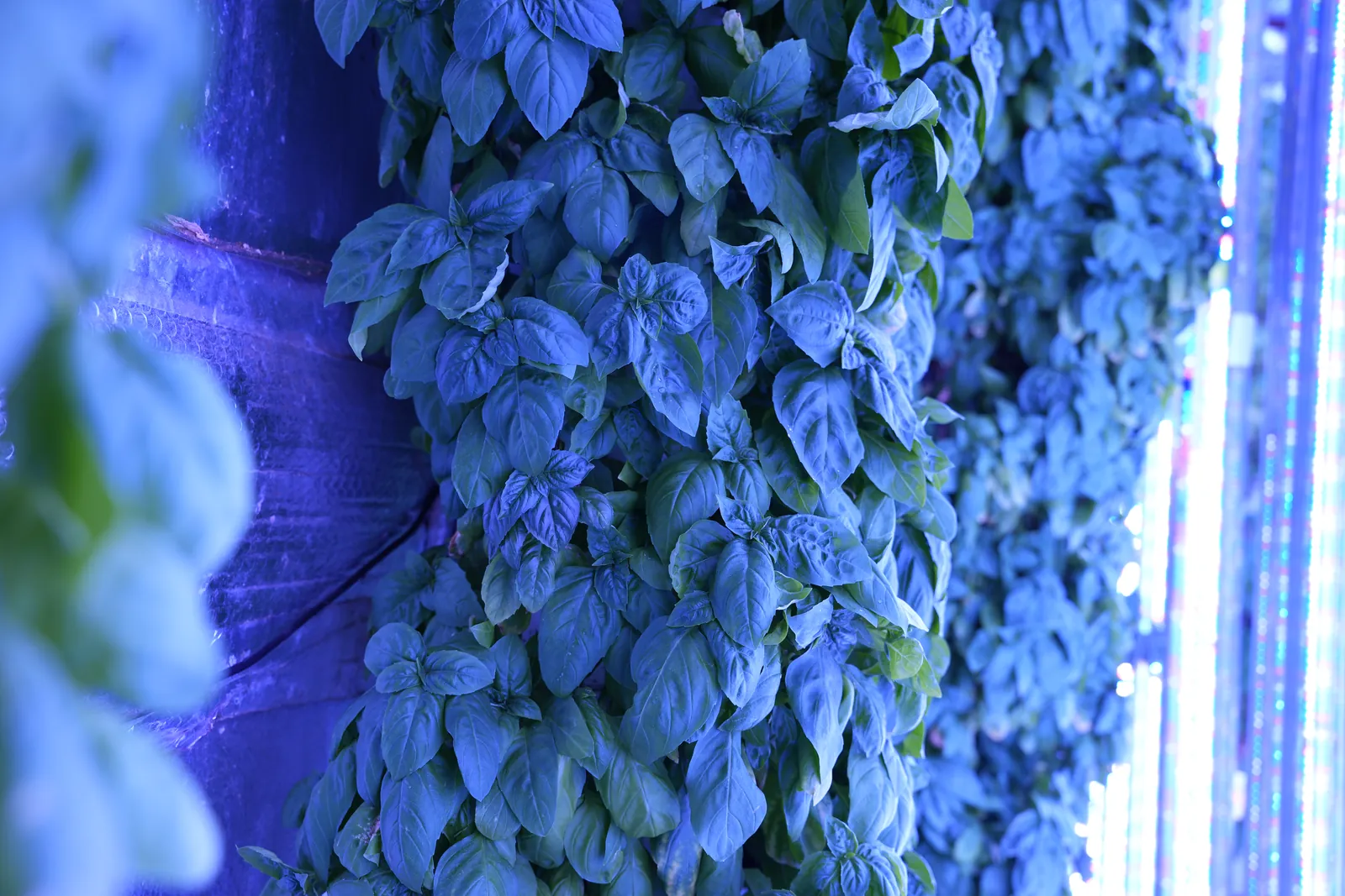An inside view of the Sustainabite growing space, with vertical growing towers and LED lighting.