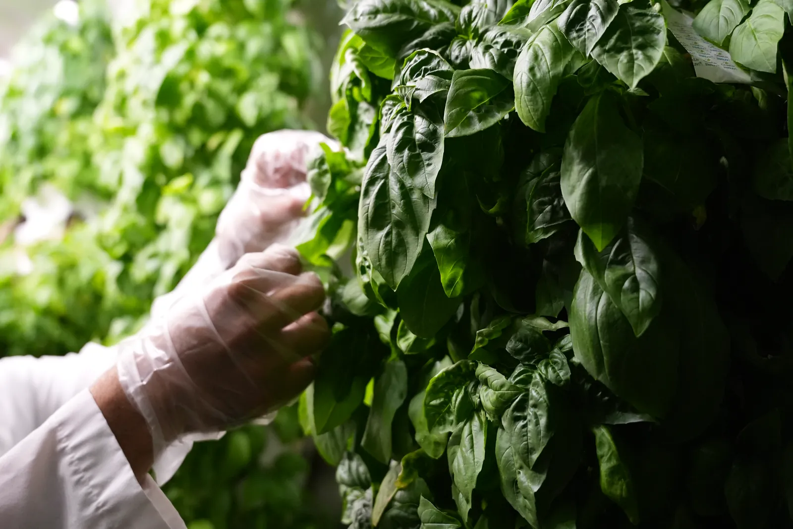 Basil being tended and harvested at the Sustainabite farm.