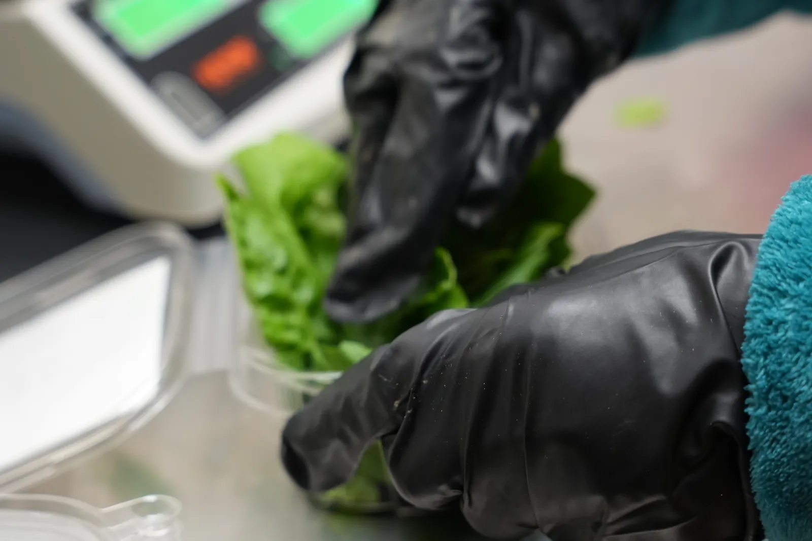 Sustainabite basil being prepared and packed at the farm.